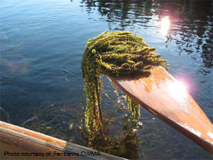 Lake survey, paddle full of Elodea