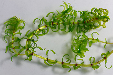 Elodea photo courtesy of Wikimedia Commons