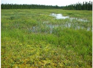 Spring Fens Kenai Watershed Forum