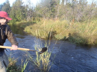 Reed Canary Grass growing in the middle of Beaver Creek