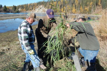 Digging Reed Canary Grass