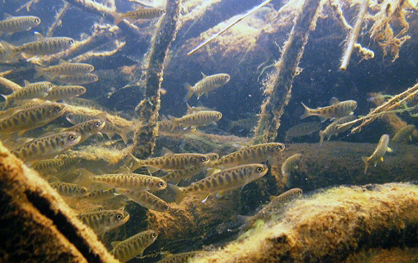 Juvenile Salmon