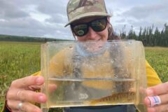 Woman holding juvenile salmon in a clear photarium, outdoors in wetlands area