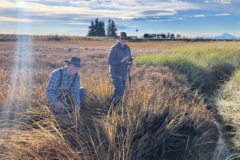 Volunteers in wetland