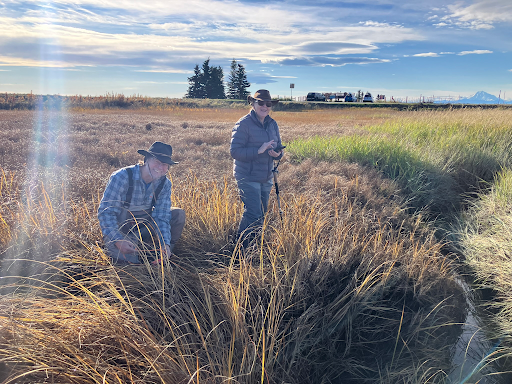Volunteers in wetland