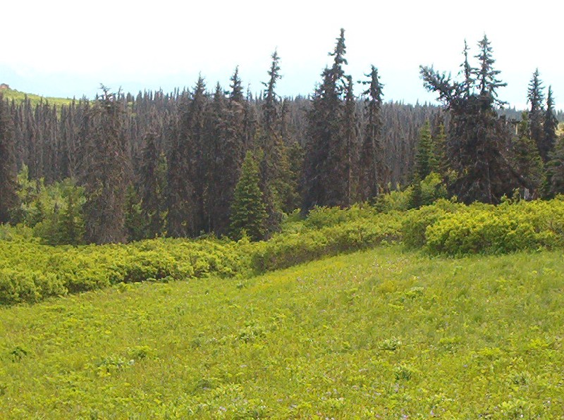 Spring Fens  Kenai Watershed Forum